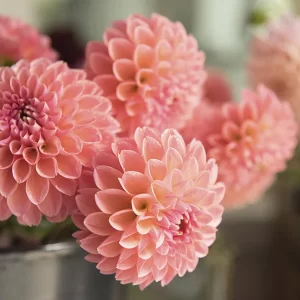 Flores dalias para boda vintage